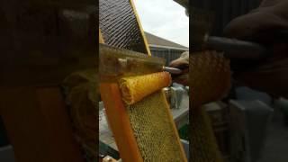 Uncapping honeycomb to be spun out and filtered.