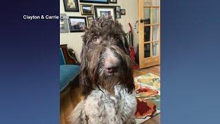 Dog eats $4000 in cash that was left on kitchen counter meant for new fence
