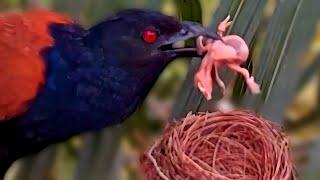 Greater coucal bird attacked Bulbuls babies