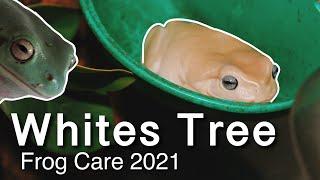 Complete White’s Tree Frog Care Guide 2021