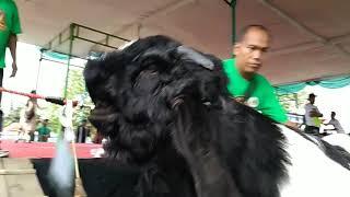 Kontes kambing kaligesing jogja 2019zamrud khatulistiwa channel