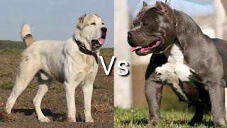 Питбуль против Алабай КТО СИЛЬНЕЕ? Pittbull VS Alabay WHO IS STRONGER?