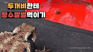 꿀벌 훔쳐먹던 두꺼비에게 장수말벌 대접했습니다.toad eats wasps