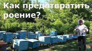 Что будет если не посещать пасеку...? Или как предотвратить роение?