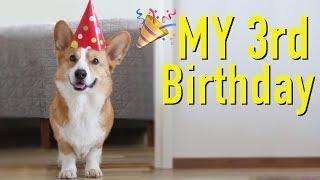 DOGS BEST BIRTHDAY - Topi the Corgi