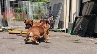 Boerboels getting ready to mate