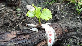 Grafting grapes with a drill