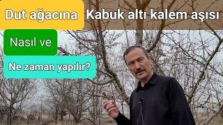 Dut Ağacına Aşı Nasıl ve Ne Zaman Yapılır?  Kabuk Altı Kalem