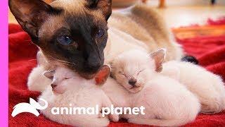 Protective First-Time Mom Looks After Her Curious Siamese Kittens  Too Cute