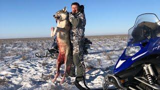 ПОКА ЗАГОНЯЛ ЕГО ОБОДРАЛИ охота на волка hunting wolves