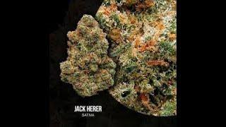 Jack Herer Outdoor Grow