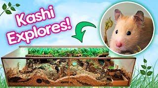 Hamster Kashi Explores Her Rainforest Cage for the First Time