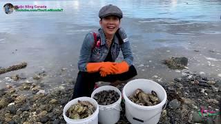 Lần Đầu Trải Nghiệm Đào Nghêu Bắt Hào Ở Canada Nhiều Thấy Mê 391》 Digging for clams in Nanaimo