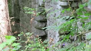 33 - Ruine SCHARFENECK - im DSCHUNGELECK...