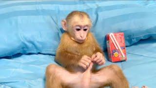 Baby monkey Miker playing drink milk and sleep with mommy