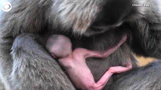 WEB EXTRA Rare Gibbon Born