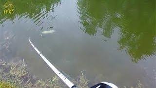 Pike Attack slow motion gopro