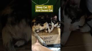 Sleep and sweet Cat  Moment #trending #cuteanimal #cat #catlover #cutecat #trendingshorts