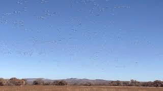 Ross’s Geese and Snow Geese flying in search of food Bosque del Apache National Wildlife Refuge