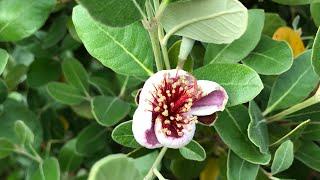 Pineapple guavas  Feijoas 2 methods of hand pollination and yes the flower petals are edible 