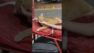 Cats Mema 4 #trending #catlover #cat #cuteanimal #viral #cutecat #trendingshorts