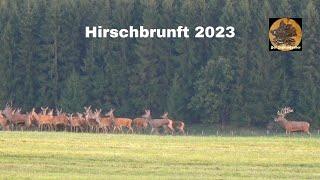Hirschbrunft  Rotwildbrunft 2023  4K