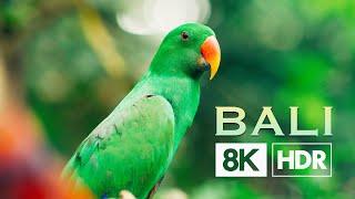 Bali  Real 8K HDR
