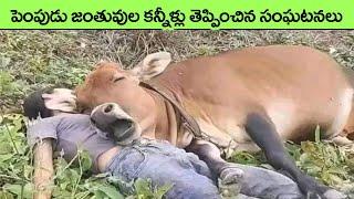 Heartbreaking Goodbyes Between Pets And Their Owners  facts in telugu  telugu  telugu news