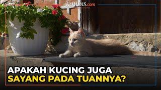 Apakah Kucing Dapat Memiliki Rasa Sayang kepada Pemiliknya?