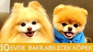 Evde ve Apartmanda Bakılabilecek 10 Zeki  Köpek Cinsi #KÖPEK #DOG #EVDEBAKILACAKKÖPEKLER