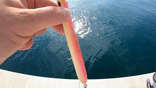 Bluefish on Hunt House Needle Stylo 205mm Adriatic Sea Crikvenica