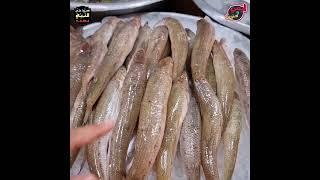 انواع سمك العنبك