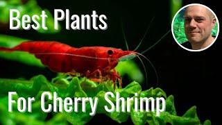 Best Plants for Red Cherry Shrimp - MY TOP 10 PLANTS TO GROW IN AN AQUARIUM WITH RED CHERRY SHRIMP