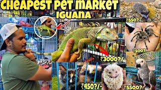 Mumbai Cheap pet  Market 2023  Pet Market Mumbai  Crawford Market  IguanaAmerican grey birds