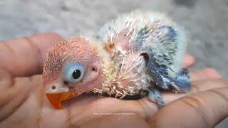 Another Lovebird Chick From A Pair of Euwing Green Opaline & Green Opaline Lovebird