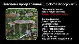 Энтолома продавленная Entoloma rhodopolium