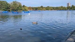 Royal Park Lake Beautful viewWildlife #lakeview #royalparks #londonlife