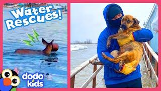 Rescuers Brave Deep Water To Save Trapped Animals  Dodo Kids  Rescued