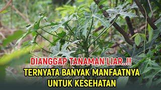 MANFAAT DAUN PEPAYA JEPANG UNTUK KESEHATAN