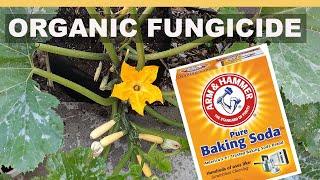 EZ Homemade Organic Fungicide for Squash & Cucumber   Treat & Prevent Mold & White Powdery MIldew