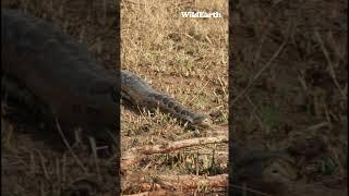 Face to face with Africas largest serpent