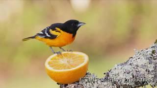 Baltimore Orioles at Oranges in Maine