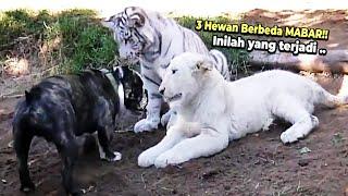 LUCU  Ketika Anak Harimau Singa dan Pitbull Bertemu Bikin Ngakak Abis