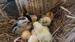 HATCHING SILKIE CHICKEN EGGS NATURALLY WITH OTHER MOTHER HEN