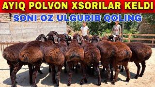 DOSTONBEKGA AYIQ POLVON TOZZA XSORILAR KELDI SHOSHILIB QOLING