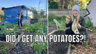 ALL THE POTATOES GOT BLIGHT  ALLOTMENT GARDENING UK