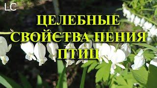 Голоса птиц помогают при психоэмоциональных расстройствах. #музыкадлясна