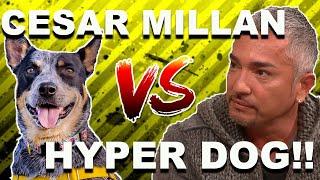 Cesar Millan vs. HYPER DOG Stop Dog Lunging