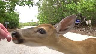 feeding key deer