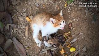 Encountering a Trapped Kitten on a Hike Its Helpless Eyes Tug at the Heartstrings